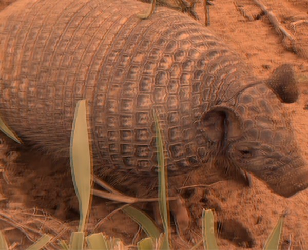 ANDEAN HAIRY ARMADILLO